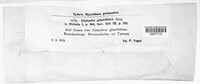 Image of Diplodia ailanthina